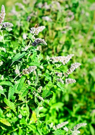 Mint plantの写真素材