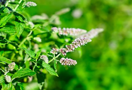Mint plantの写真素材