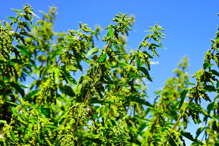 Green nettle plantsの写真素材