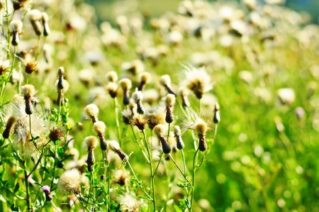 White fluffy flowersの写真素材