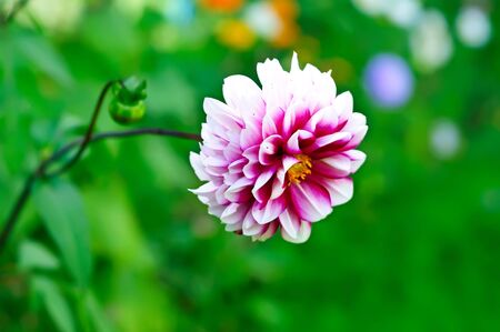 Dahlia flowerの写真素材