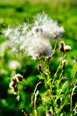White fluffy flowersの写真素材