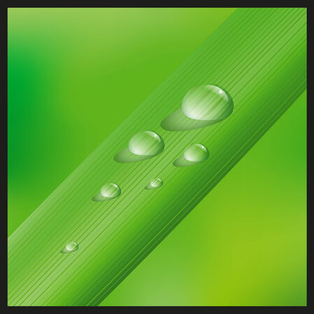 Green grass leaf with shiny water dropsのイラスト素材
