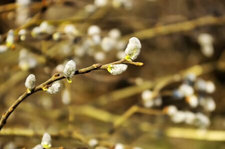 Blossoming of a willow