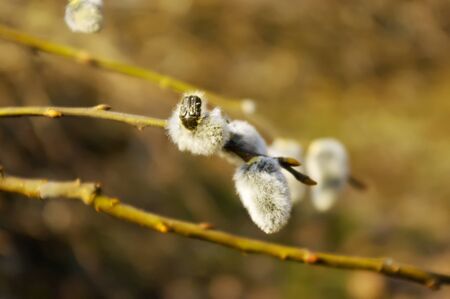 Blossoming of a willow with bugの写真素材