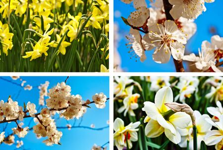 collage from four image with spring flowersの写真素材