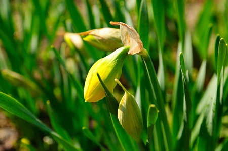 Beautiful yellow daffodilsの写真素材