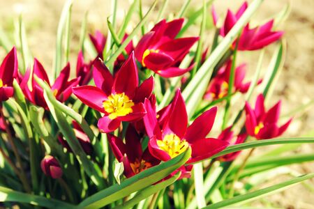 Pink beautiful tulipsの写真素材