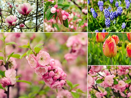 Spring flowers