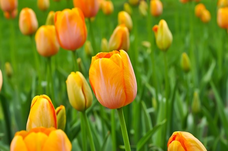 Orange beautiful tulipsの写真素材