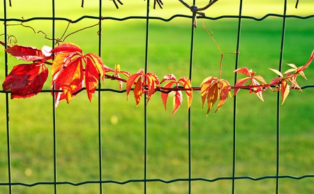 Autumn background