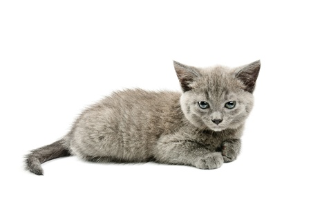 Grey kittenの写真素材