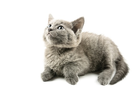 Grey kittenの写真素材