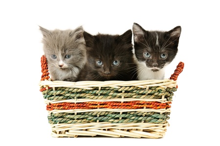 Three fluffy kittensの写真素材