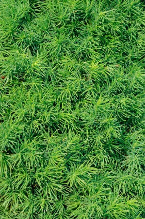 Conifer tree backgroundの写真素材