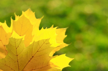 Autumn backgroundの写真素材