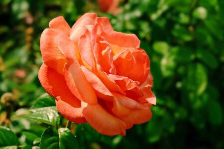 Orange beautiful  rose growing in the gardenの写真素材