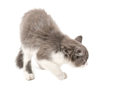Cute little grey and white fluffy kitten isolated on white backgroundの写真素材