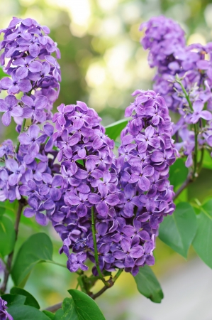 Branch of lilac flowersの写真素材