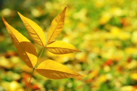 Autumn backgroundの写真素材