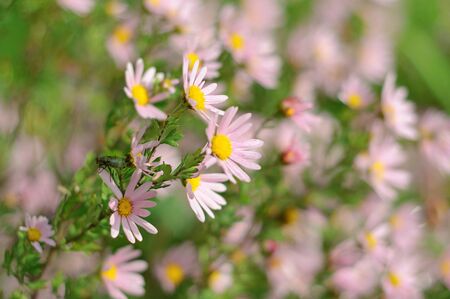 Aster flowerの写真素材