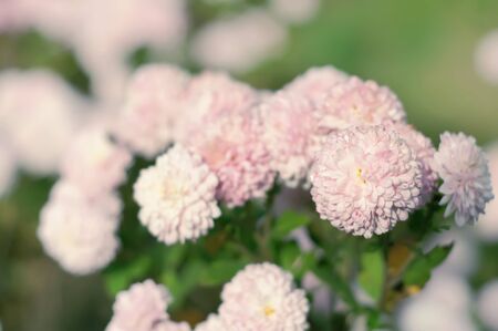 Aster flower
