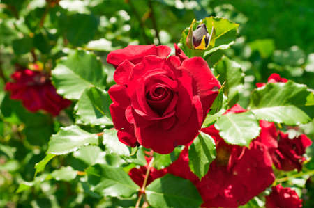 Pink roses