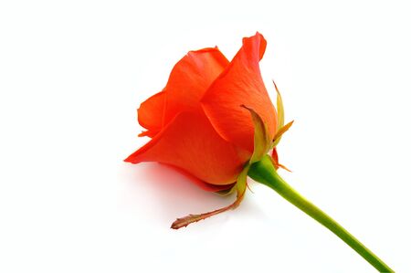 Rose isolatedの写真素材