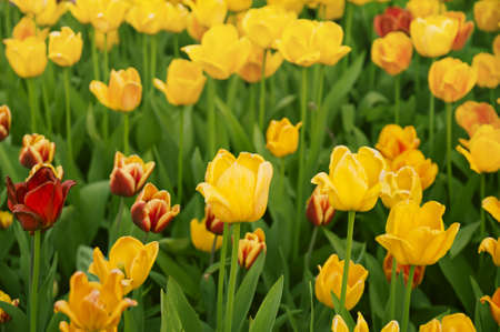Yellow beautiful tulipsの写真素材