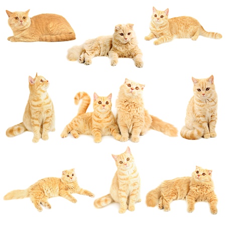 Scottish cats collectionの写真素材