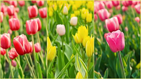 Tulips collageの写真素材