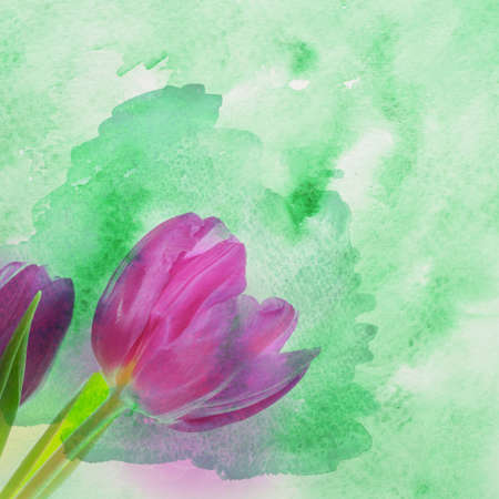 Tulip flowersの写真素材
