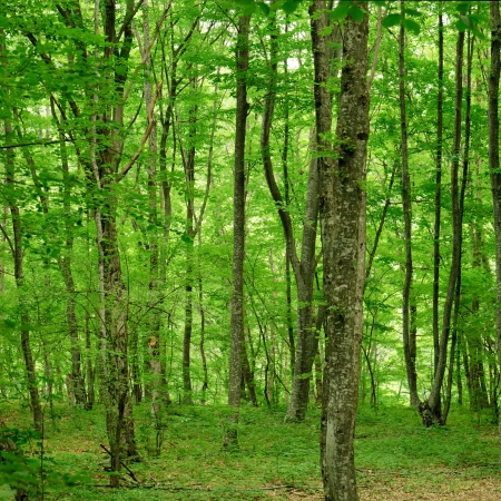 Mountain forestの写真素材
