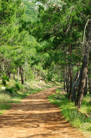 Road in the forestの写真素材