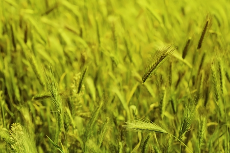 Field with green ears at spring time, soft focusの写真素材