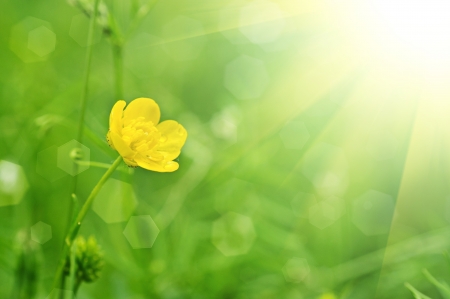 Buttercup yellow flower on the green meadow with sun raysの写真素材