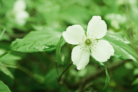Jasmine flower growing on the bush in  garden, green toningの写真素材