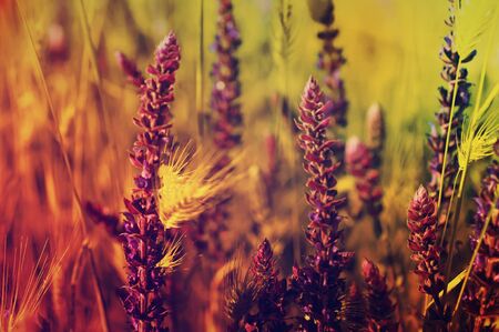 Violet  meadow flowerの写真素材