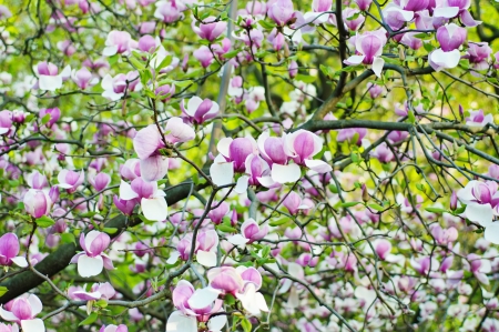 Magnolia flowersの写真素材