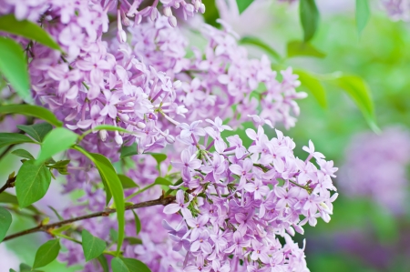 Branch of lilac flowersの写真素材