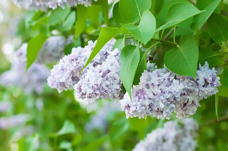 Branch of lilac flowers