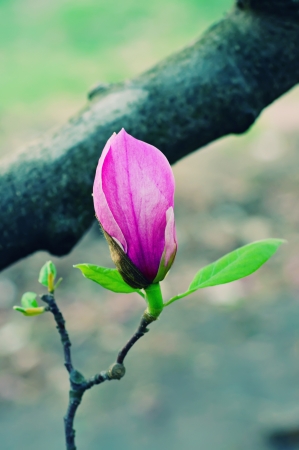 Magnolia flower bud in spring time with green leavesの写真素材