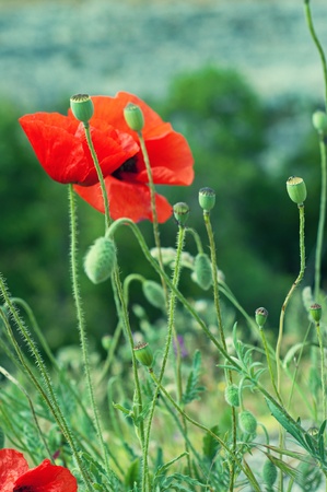 Red poppy in a green grass fieldの写真素材