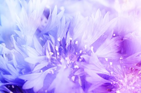 Floral soft tender  background from blue fresh cornflowerdefocused s macro imageの写真素材