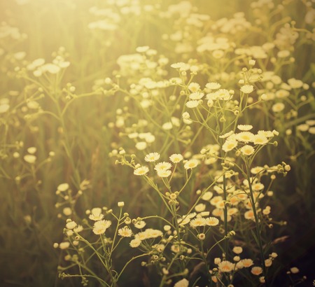 Wild camomile flowers growing on green meadow, retro vintage hipster image