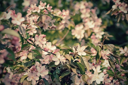Apple tree flower blossoming at spring time, floral retro vintage hipster backgroundの写真素材