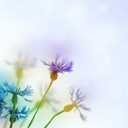 Bouquet of cornflower flowers  with bokeh and copy space,  floral abstract backgroundの写真素材