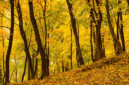 Autumn golden forest, natural fall vivid backgroundの写真素材