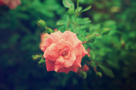 Red beautiful  rose growing in the garden, vintage natural backgroundの写真素材