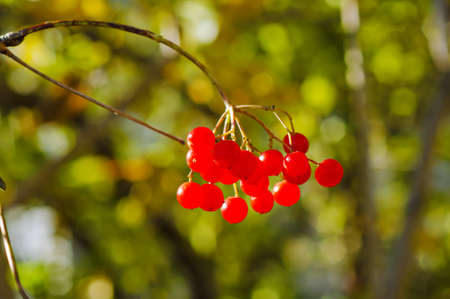 Viburnum red ripe  berries, natural seasonal backgroundの写真素材